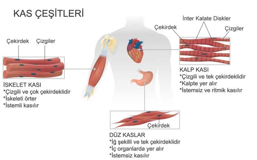 Kalp Kas Nedir Nas L Al R Zellikleri Nelerdir Bilgitara