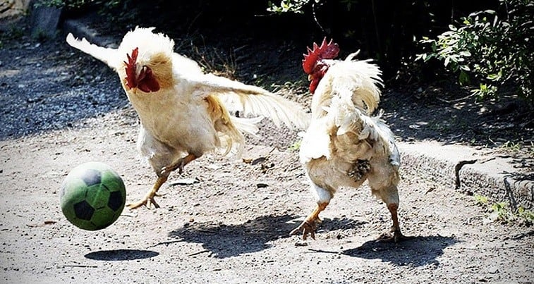 Tavuk Kafası Neden Ayrı Hareket Eder?