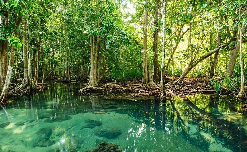 Mangrov Ormanı Nedir