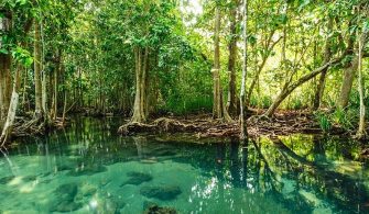 Mangrov Ormanı Nedir