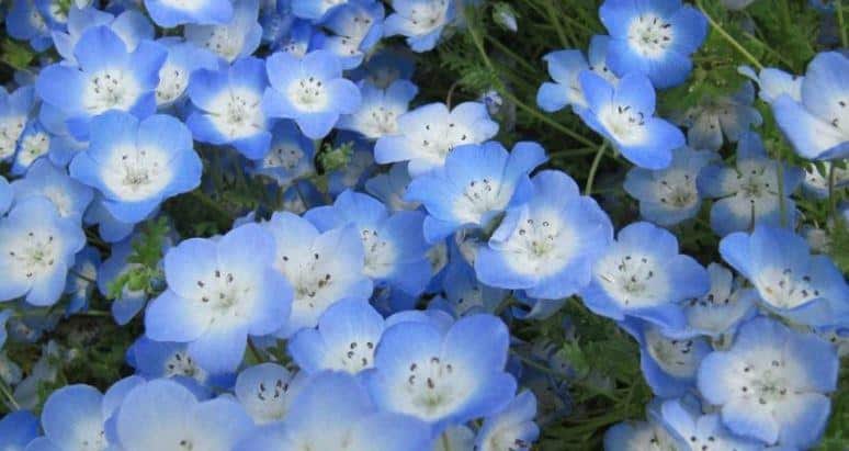 japonya mavi renkli çiçek