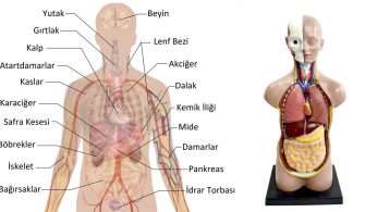 vücudumuzdaki organ sayısı