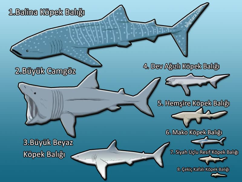 en büyük köpek balığı türleri