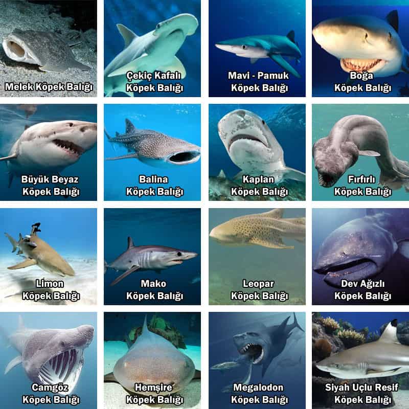 köpekbalığı türleri ve özellikleri