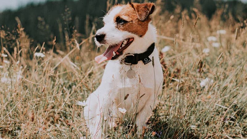 Jack Russell Terrier köpek cinsi