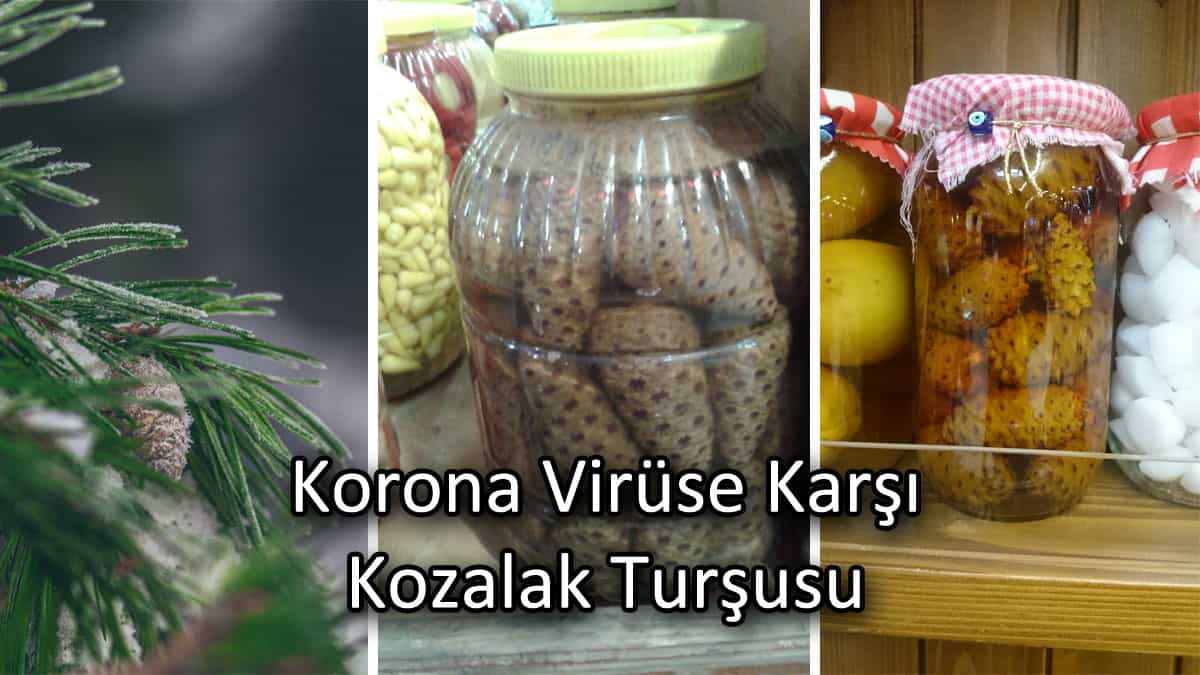 kozalak turşusu