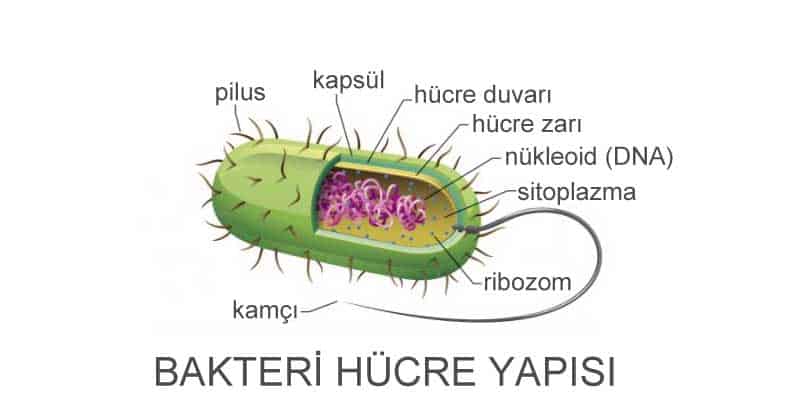 bakteri hücre yapısı