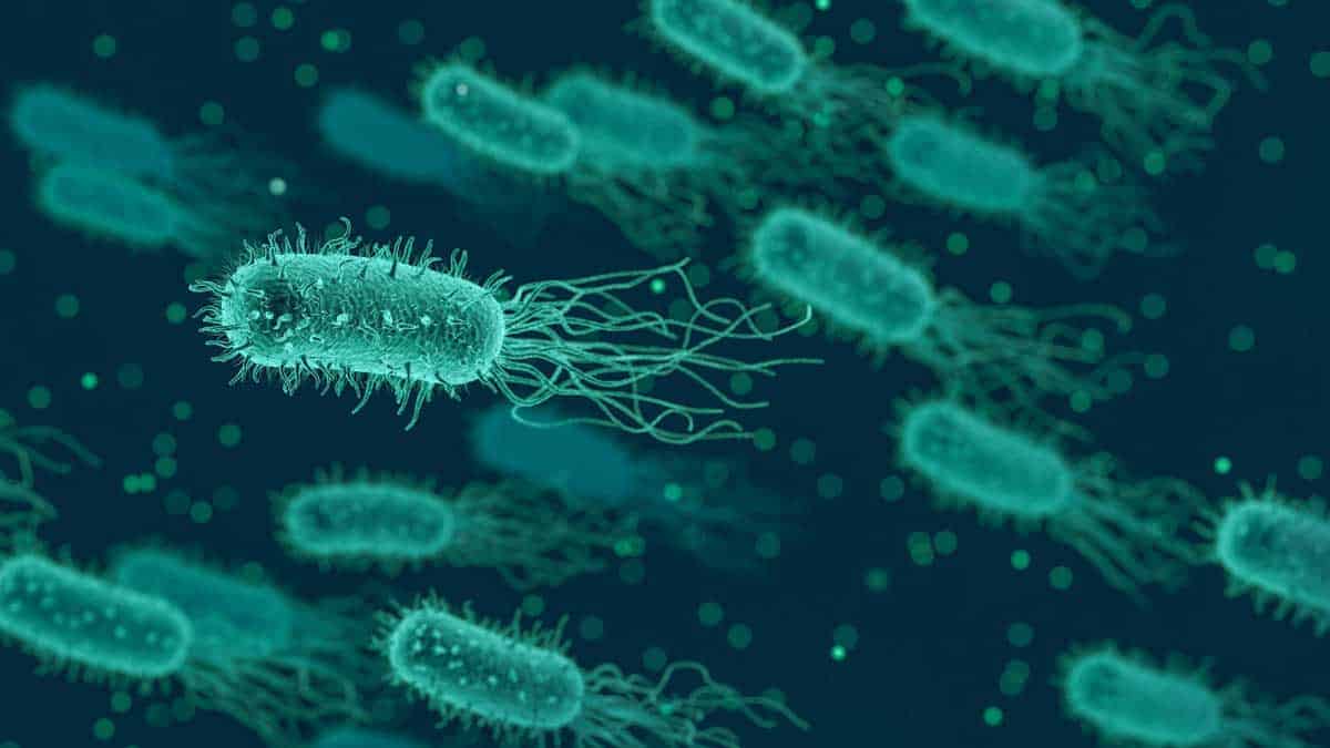 faydalı ve zararlı bakteriler