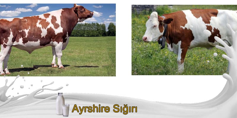 Ayrshire Sığırı