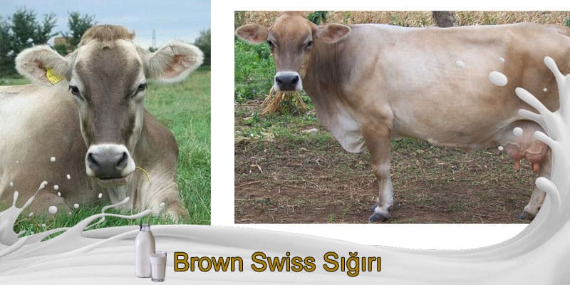 Brown Swiss Sığırı