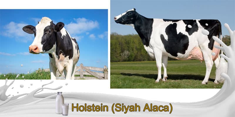 Holstein Süt İnekleri