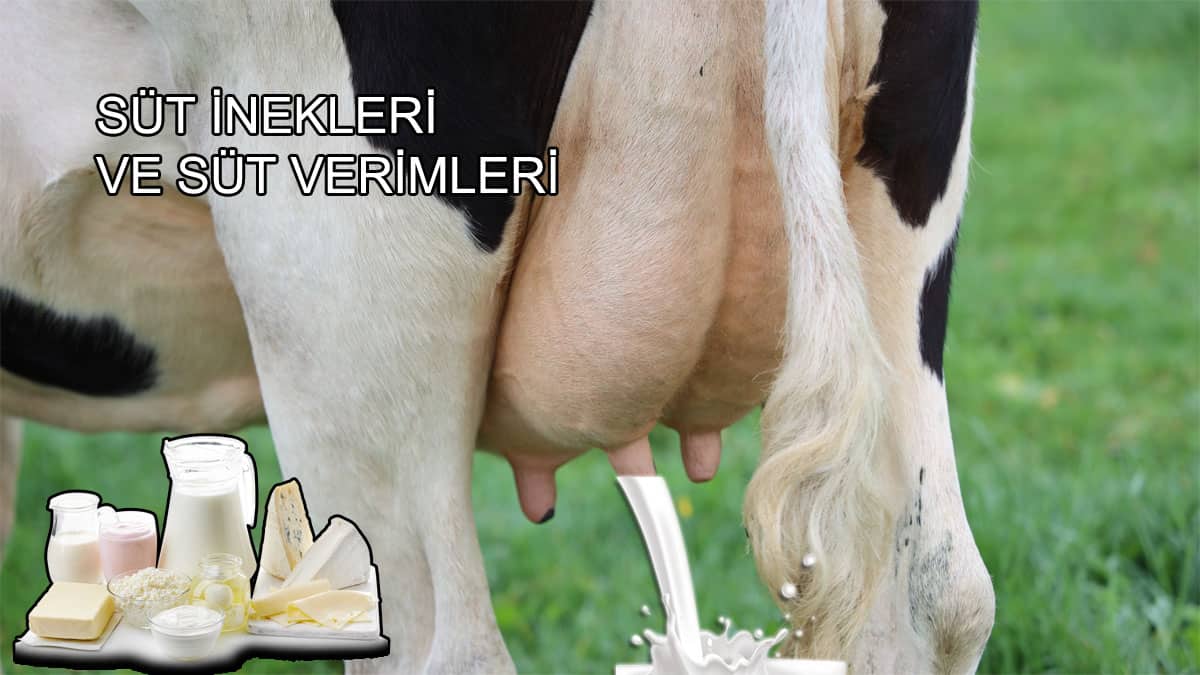 süt inekleri